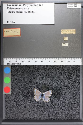 Media type: image;   Entomology 55349